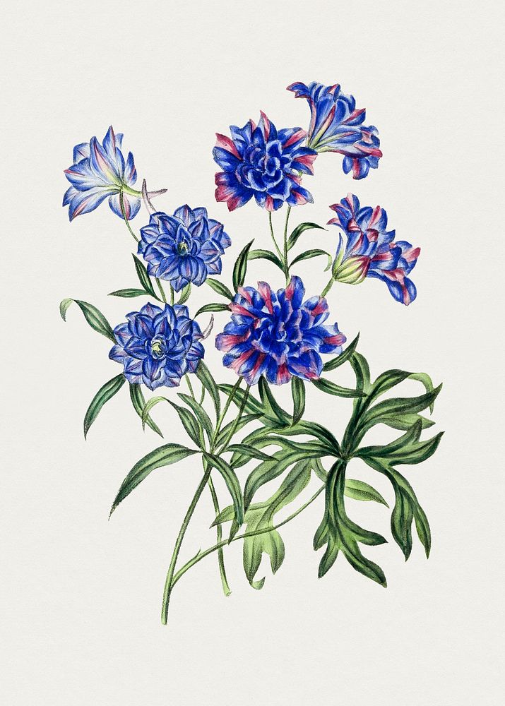 Hand drawn blue chrysanthemum. Original from Biodiversity Heritage Library. Digitally enhanced by rawpixel.