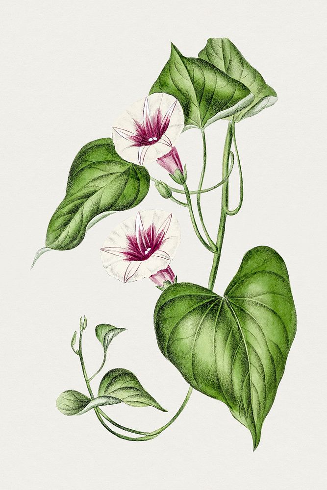 Hand drawn sweet potato flower. Original from Biodiversity Heritage Library. Digitally enhanced by rawpixel.