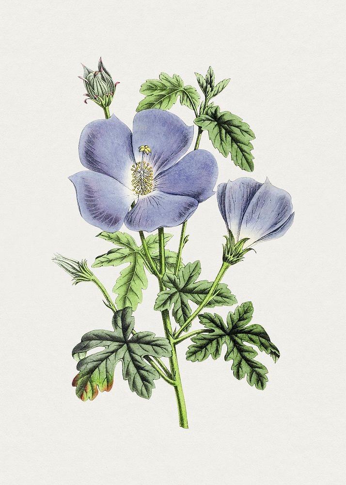 Hand drawn blue hibiscus. Original from Biodiversity Heritage Library. Digitally enhanced by rawpixel.
