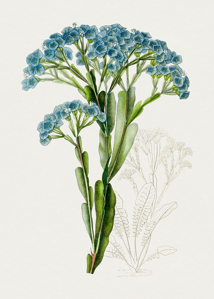 Hand drawn blue statice flower. Original from Biodiversity Heritage Library. Digitally enhanced by rawpixel.