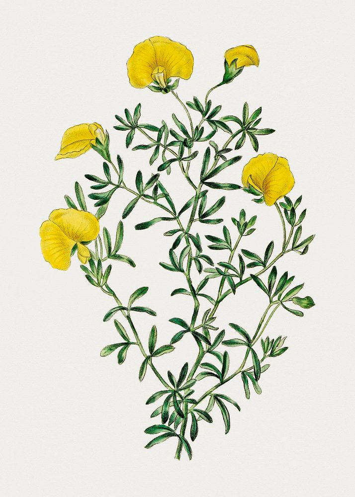 Hand drawn gompholobium flower. Original from Biodiversity Heritage Library. Digitally enhanced by rawpixel.