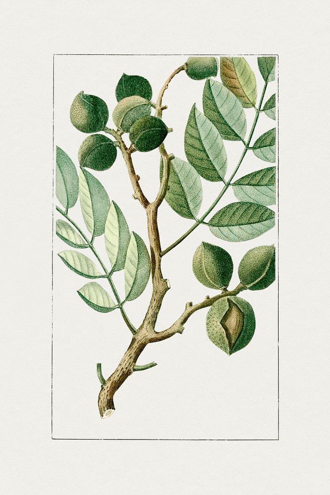Hand drawn Umari a Grappes. Original from Biodiversity Heritage Library. Digitally enhanced by rawpixel.