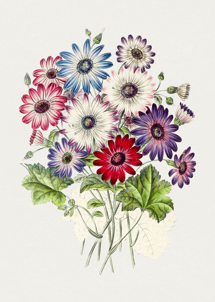 Hand drawn colorful chrysanthemums. Original from Biodiversity Heritage Library. Digitally enhanced by rawpixel.