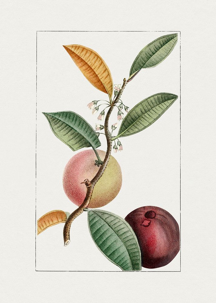 Hand drawn plum. Original from Biodiversity Heritage Library. Digitally enhanced by rawpixel.