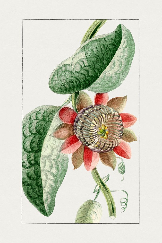 Hand drawn pink passion flower. Original from Biodiversity Heritage Library. Digitally enhanced by rawpixel.