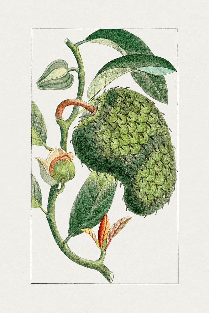 Vintage soursop. Original from Biodiversity Heritage Library. Digitally enhanced by rawpixel.