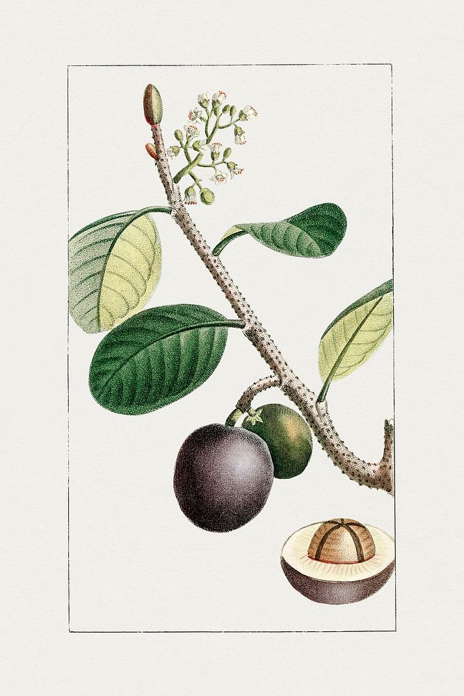 Hand drawn icaque plum. Original from Biodiversity Heritage Library. Digitally enhanced by rawpixel.