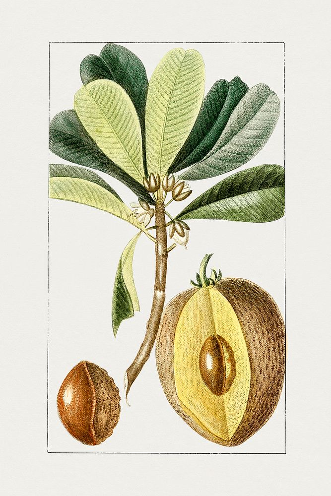 Vintage sapodilla fruit. Original from Biodiversity Heritage Library. Digitally enhanced by rawpixel.