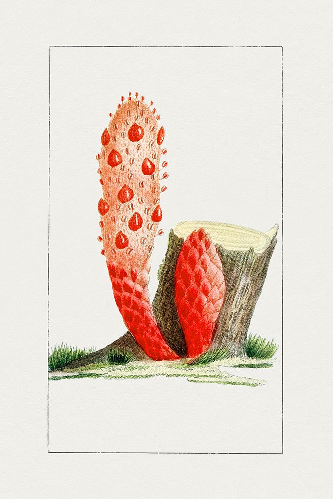 Vintage cynomorium plant. Original from Biodiversity Heritage Library. Digitally enhanced by rawpixel.