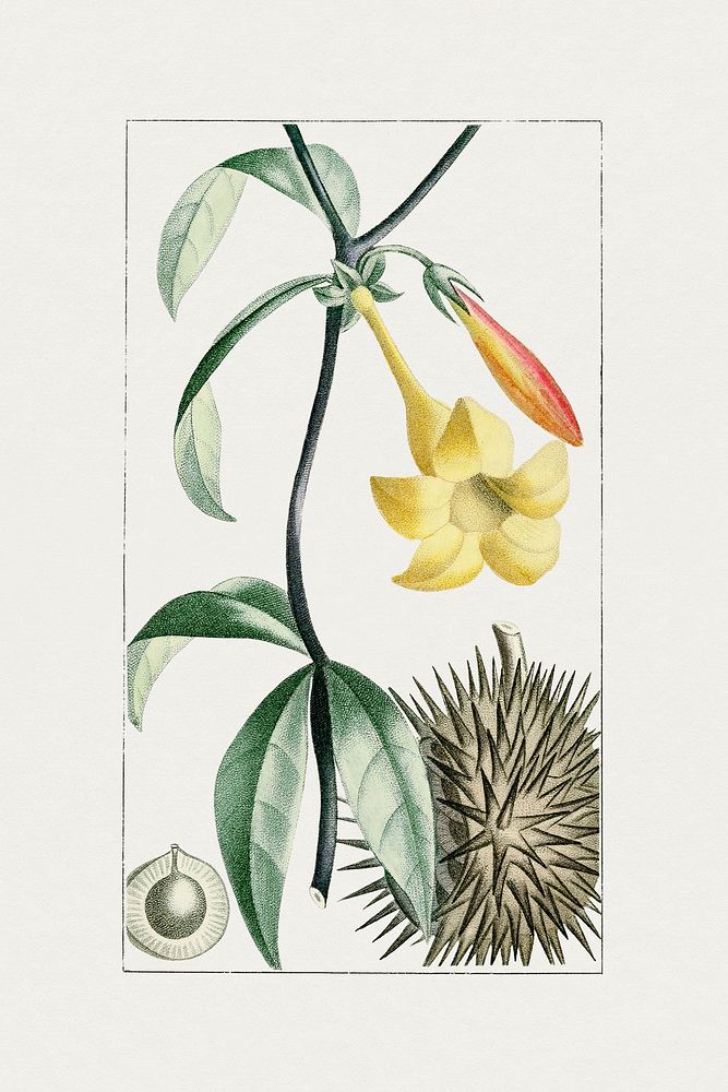 Vintage golden trumpet flower. Original from Biodiversity Heritage Library. Digitally enhanced by rawpixel.