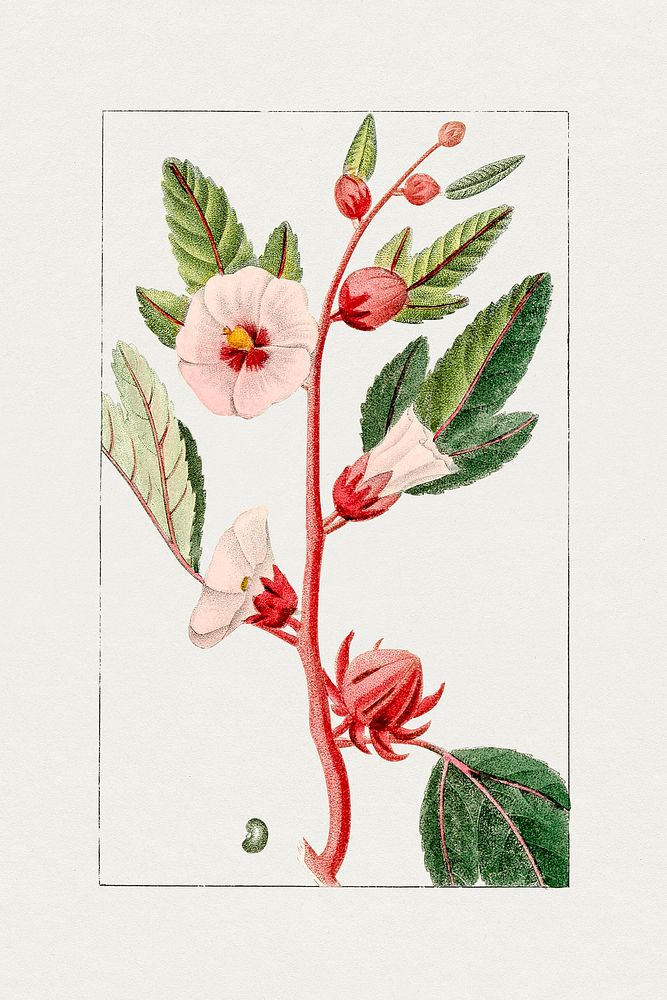 Hand drawn pink hibiscus. Original from Biodiversity Heritage Library. Digitally enhanced by rawpixel.