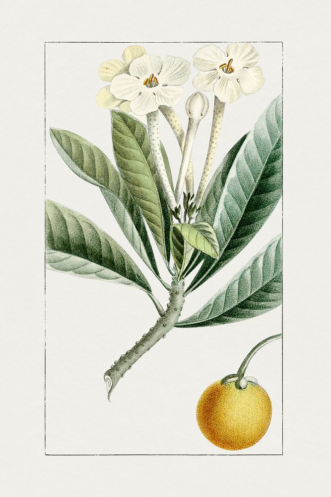 Vintage olive flower. Original from Biodiversity Heritage Library. Digitally enhanced by rawpixel.