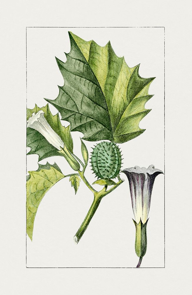 Hand drawn jimson weed. Original from Biodiversity Heritage Library. Digitally enhanced by rawpixel.