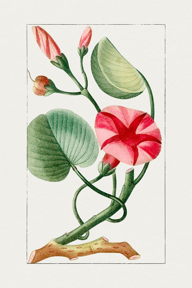 Hand drawn red morning glory. Original from Biodiversity Heritage Library. Digitally enhanced by rawpixel.