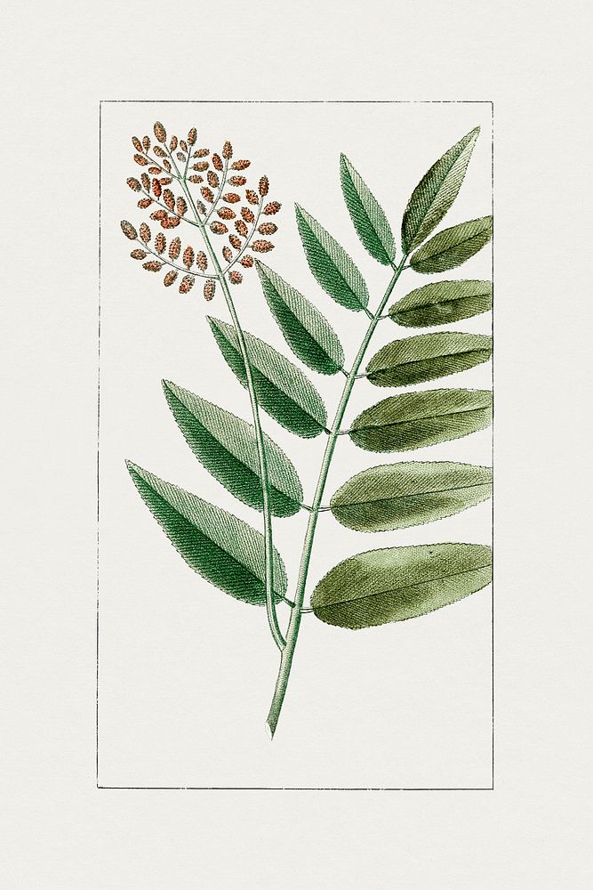 Hand drawn cinnamon fern. Original from Biodiversity Heritage Library. Digitally enhanced by rawpixel.