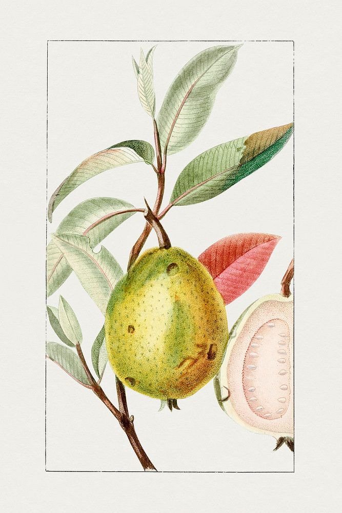 Hand drawn guava pyriforme. Original from Biodiversity Heritage Library. Digitally enhanced by rawpixel.