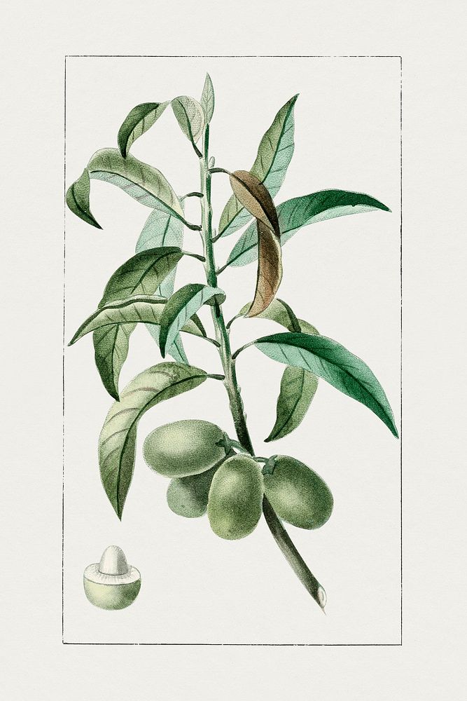 Vintage fresh almond. Original from Biodiversity Heritage Library. Digitally enhanced by rawpixel.