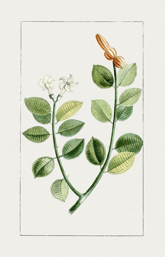 Vintage night-blooming jasmine. Original from Biodiversity Heritage Library. Digitally enhanced by rawpixel.