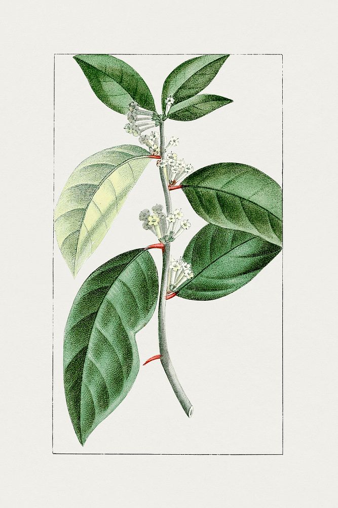 Vintage day&ndash;blooming jasmine. Original from Biodiversity Heritage Library. Digitally enhanced by rawpixel.