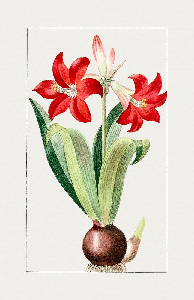 Vintage red amaryllis lily. Original from Biodiversity Heritage Library. Digitally enhanced by rawpixel.