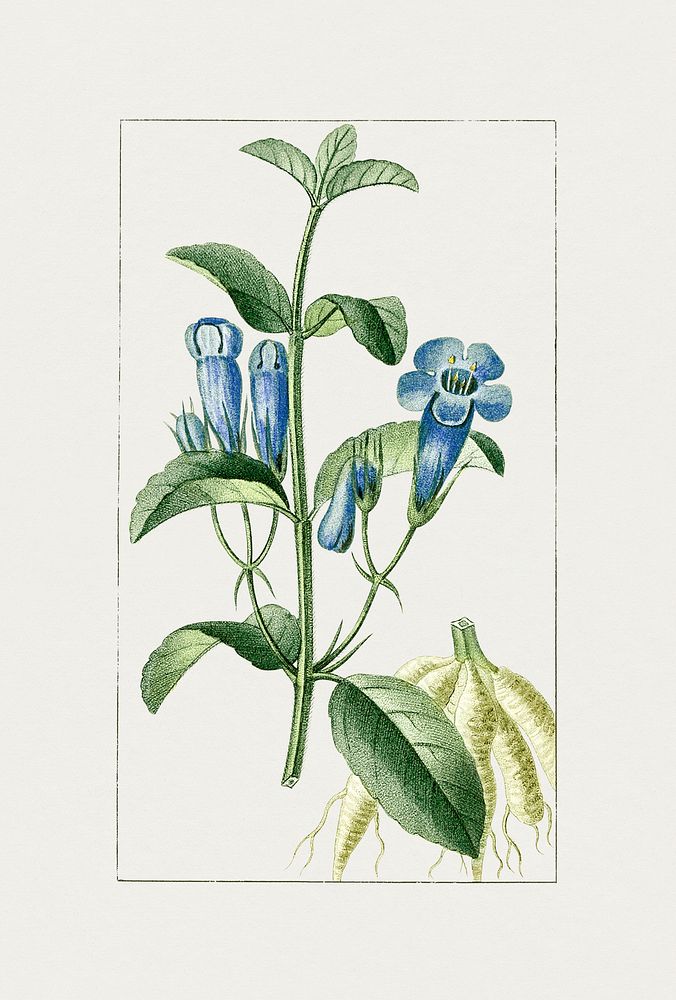 Hand drawn ruellia tuberosa flower. Original from Biodiversity Heritage Library. Digitally enhanced by rawpixel.