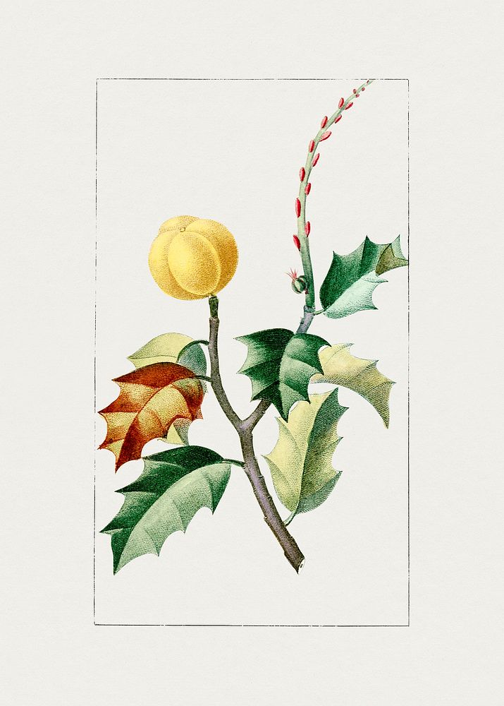 Vintage yellow berry holly. Original from Biodiversity Heritage Library. Digitally enhanced by rawpixel.
