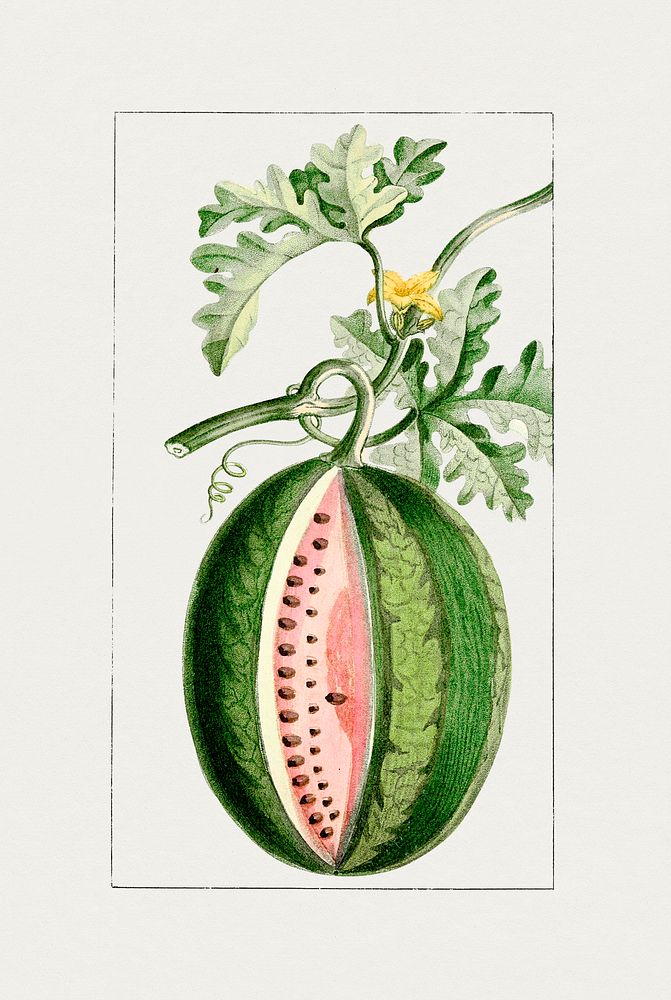 Hand drawn watermelon. Original from Biodiversity Heritage Library. Digitally enhanced by rawpixel.