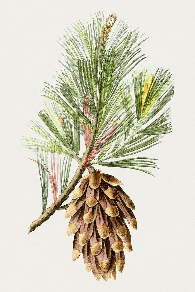 Hand drawn Hispaniola pine. Original from Biodiversity Heritage Library. Digitally enhanced by rawpixel.