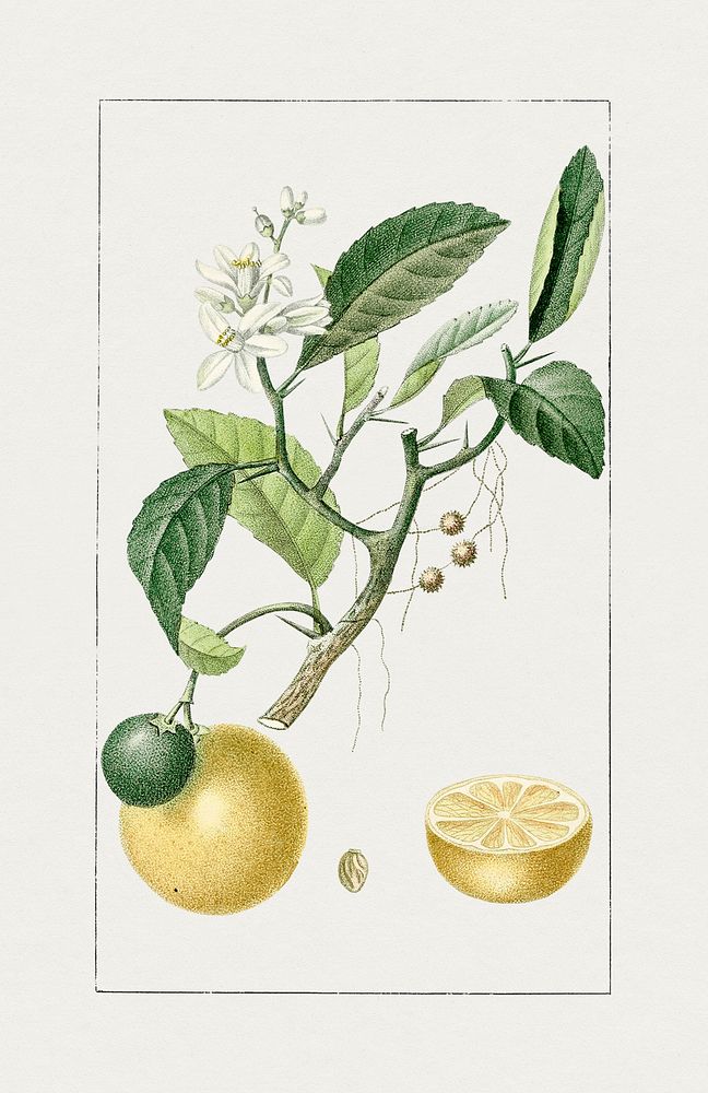 Hand drawn lemon (1833) by Jean&ndash;Th&eacute;odore Descourtilz from Flore m&eacute;dicale des Antilles, ou, Trait&eacute;…