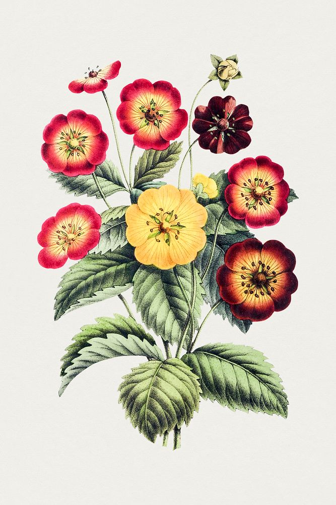 Hand drawn bicolor flowers. Original from Biodiversity Heritage Library. Digitally enhanced by rawpixel.