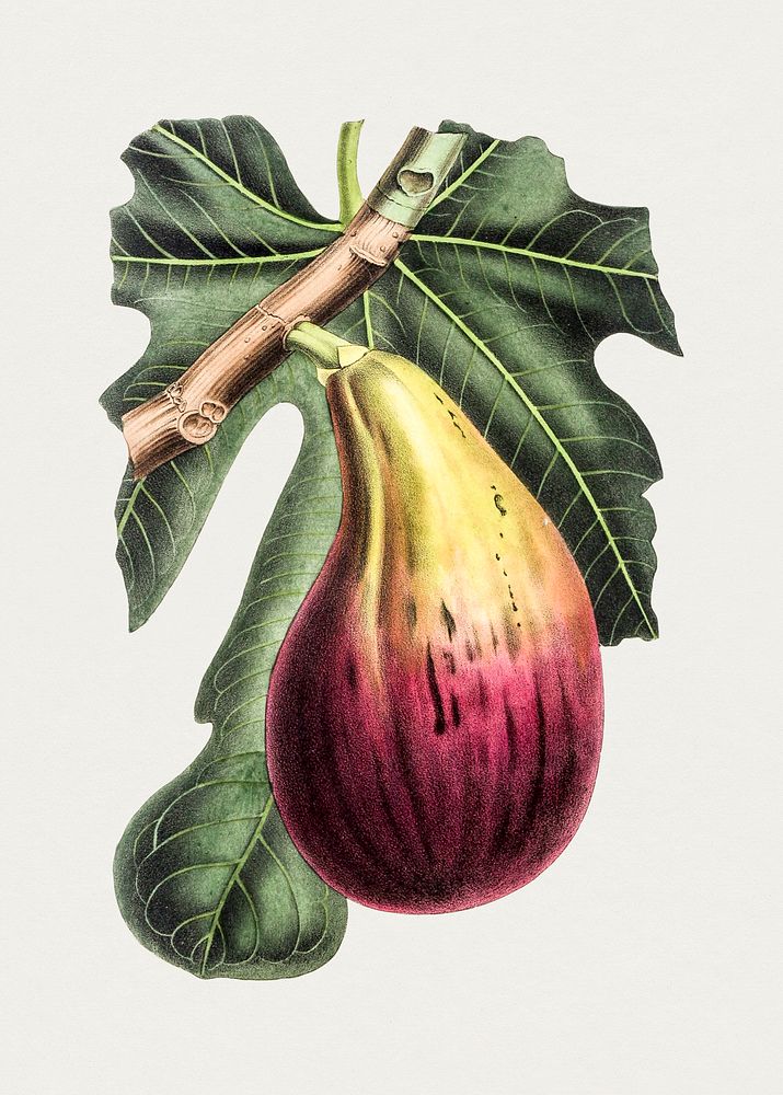Hand drawn fig. Original from Biodiversity Heritage Library. Digitally enhanced by rawpixel.