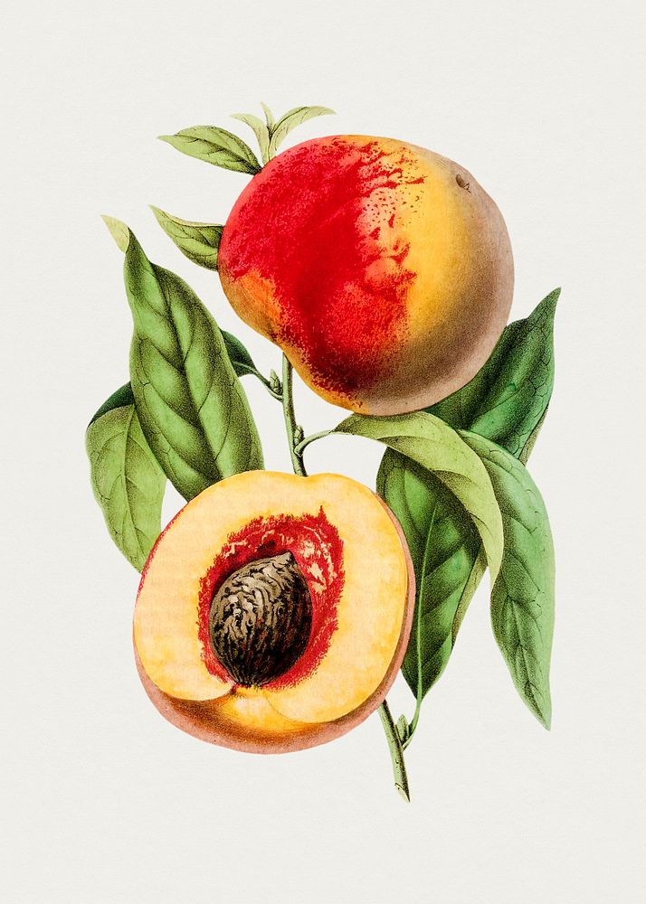 Hand drawn apricot peach. Original from Biodiversity Heritage Library. Digitally enhanced by rawpixel.
