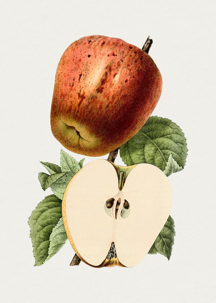 Hand drawn red apple. Original from Biodiversity Heritage Library. Digitally enhanced by rawpixel.