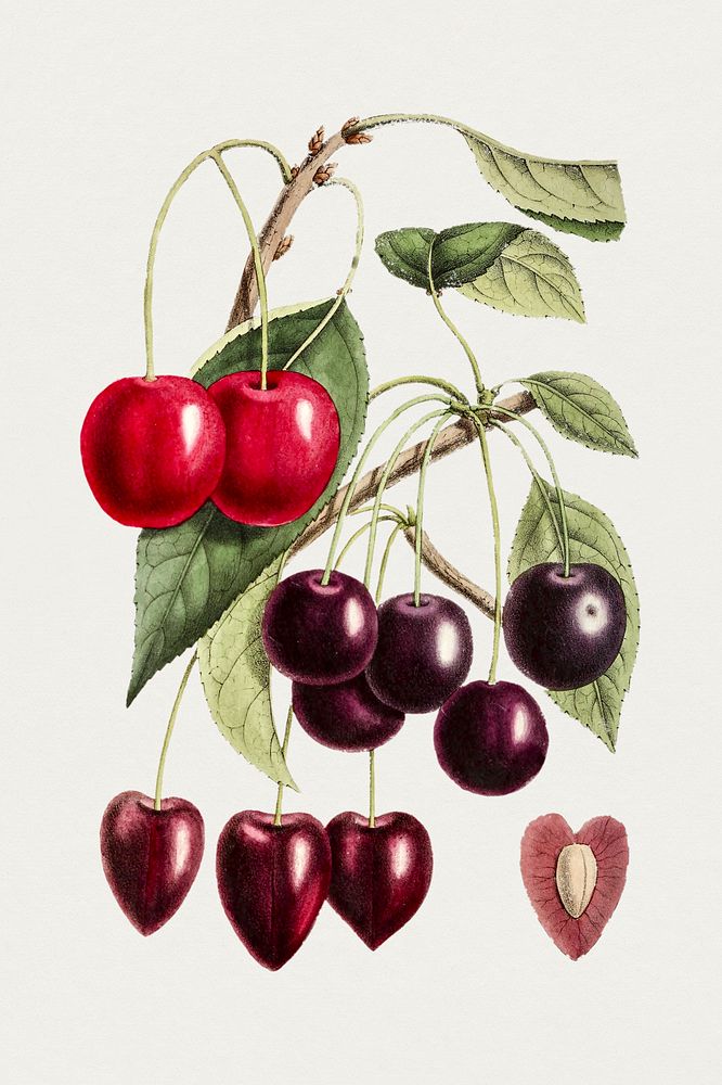 Hand drawn cherry. Original from Biodiversity Heritage Library. Digitally enhanced by rawpixel.