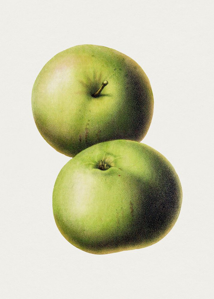 Hand drawn green apples. Original from Biodiversity Heritage Library. Digitally enhanced by rawpixel.
