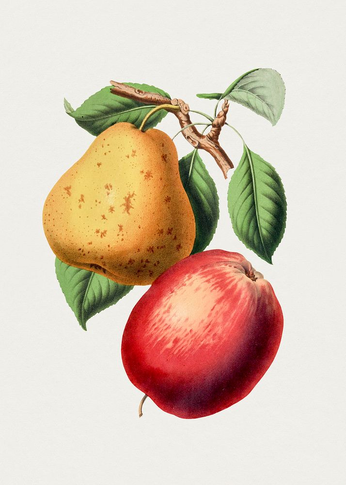 Vintage pear and apple. Original from Biodiversity Heritage Library. Digitally enhanced by rawpixel.