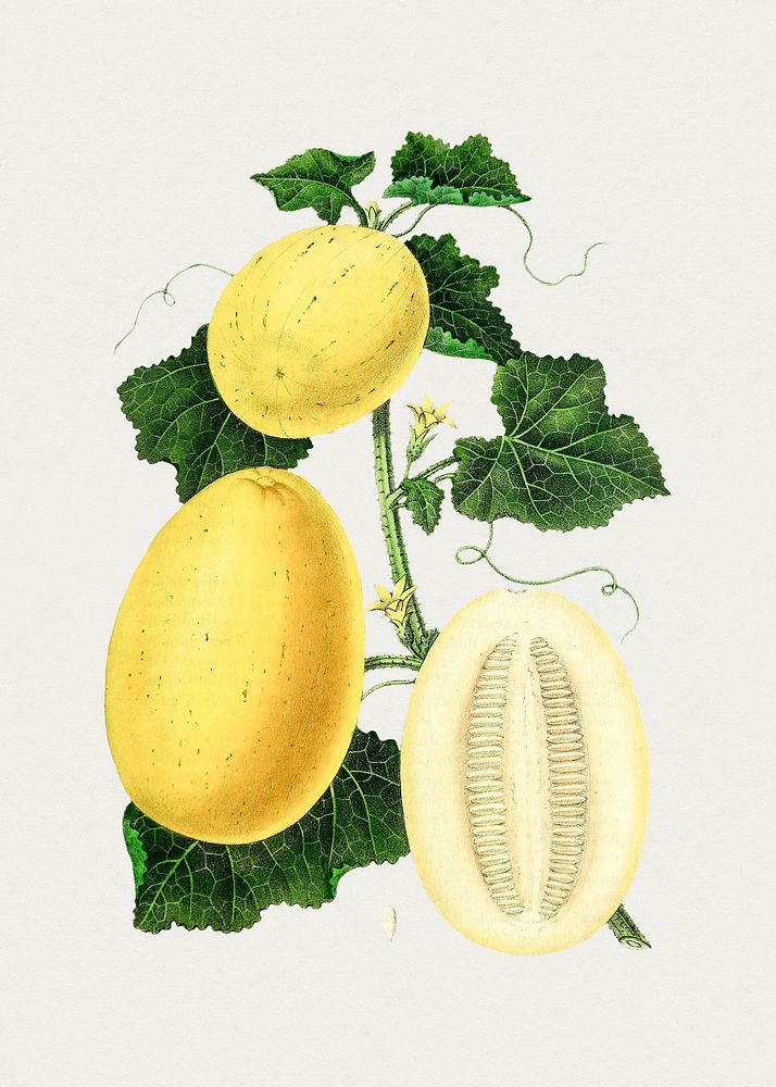 Hand drawn honeydew melon. Original from Biodiversity Heritage Library. Digitally enhanced by rawpixel.