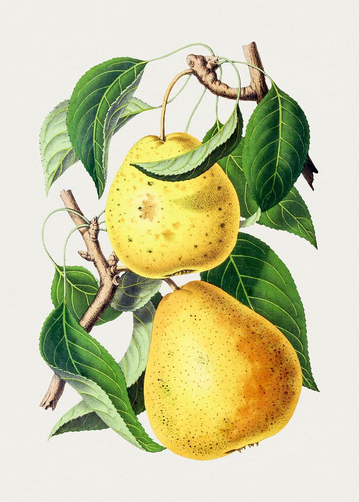 Hand drawn pear. Original from Biodiversity Heritage Library. Digitally enhanced by rawpixel.