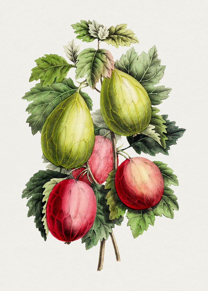 Hand drawn gooseberry. Original from Biodiversity Heritage Library. Digitally enhanced by rawpixel.