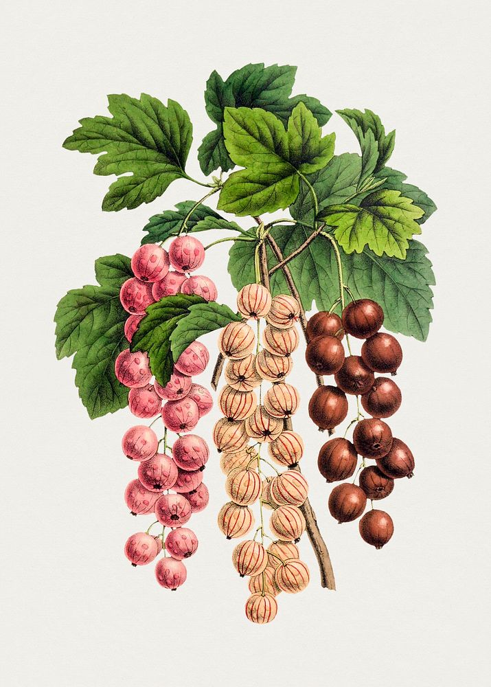 Vintage pink currants. Original from Biodiversity Heritage Library. Digitally enhanced by rawpixel.