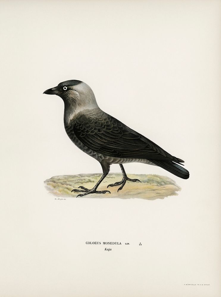 Western jackdaw (Coloeus monedula) illustrated by the von Wright brothers. Digitally enhanced from our own 1929 folio…