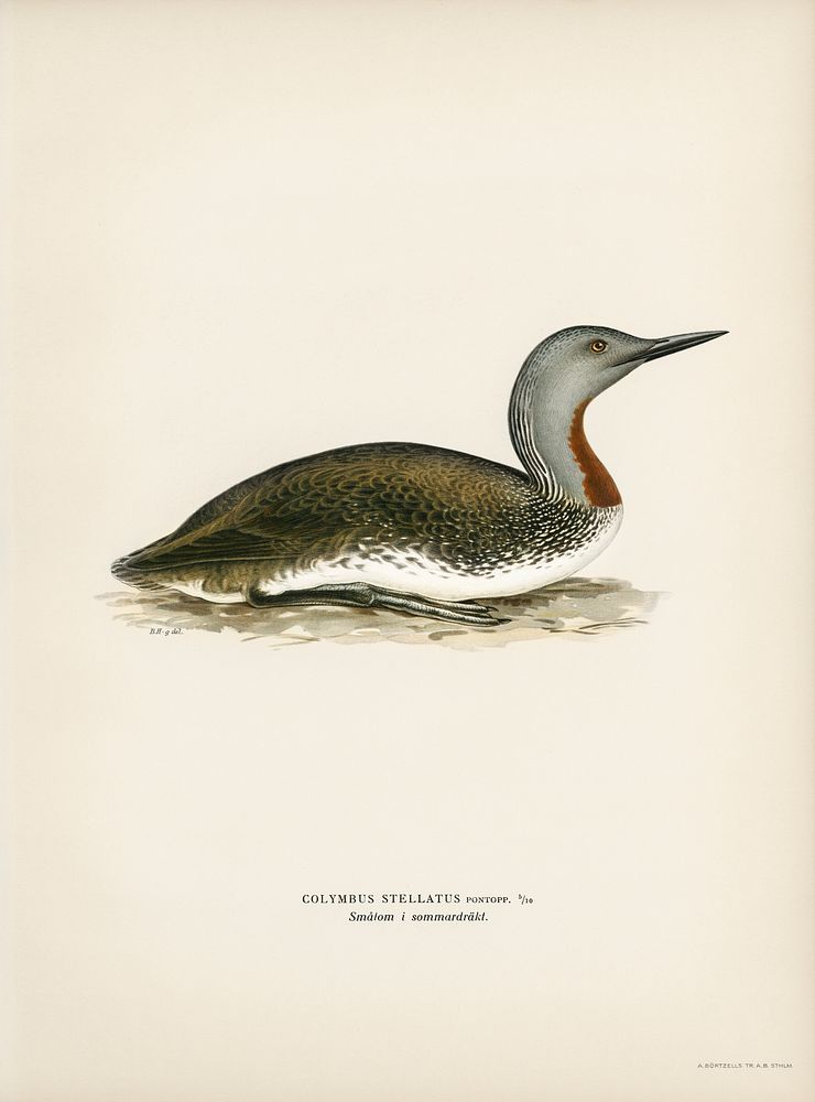 Red-throated loon (Colymbus Stellatus) illustrated by the von Wright brothers. Digitally enhanced from our own 1929 folio…