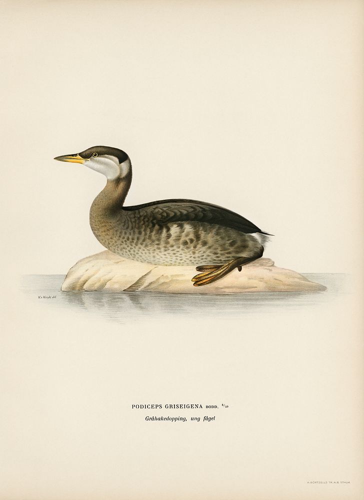 Young red-necked grebe (Podiceps grisegena) illustrated by the von Wright brothers. Digitally enhanced from our own 1929…