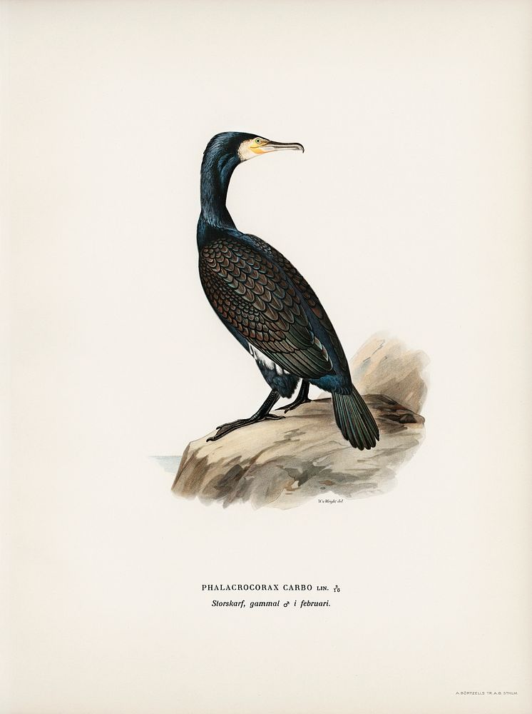 Great cormoran (Phalacrocorax Carbo) illustrated by the von Wright brothers. Digitally enhanced from our own 1929 folio…