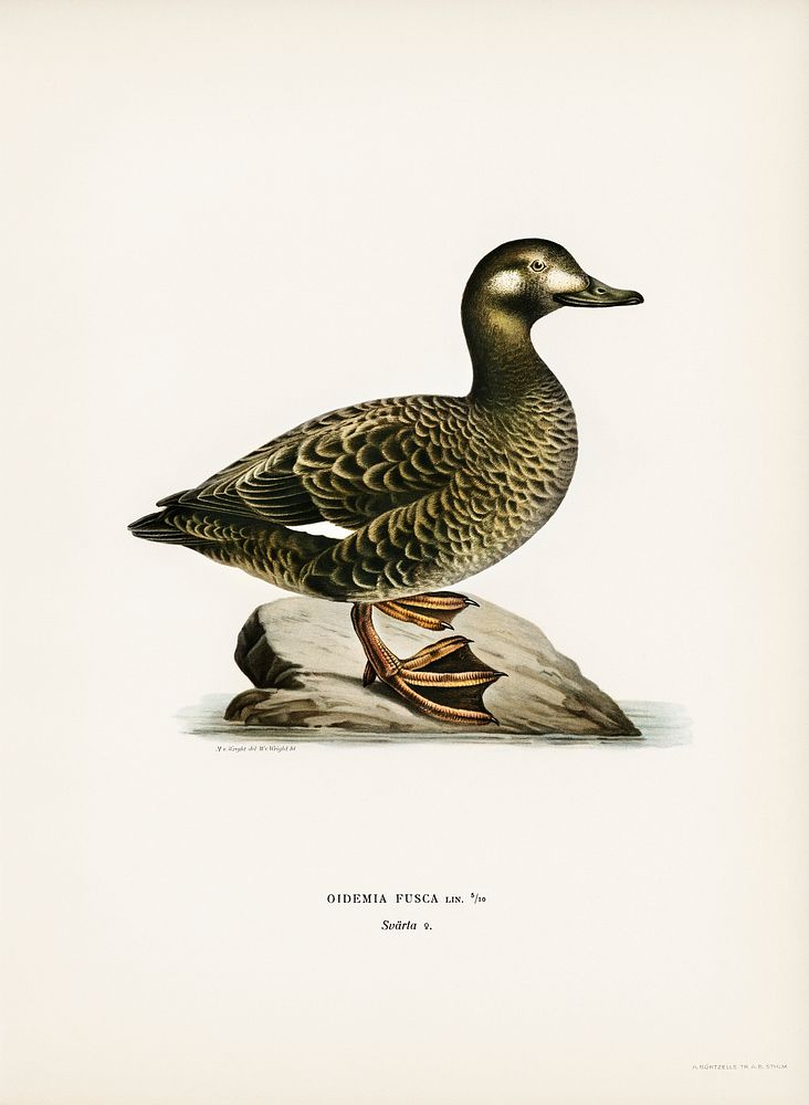 Velvet Scoter female (Oidemia fusca) illustrated by the von Wright brothers. Digitally enhanced from our own 1929 folio…
