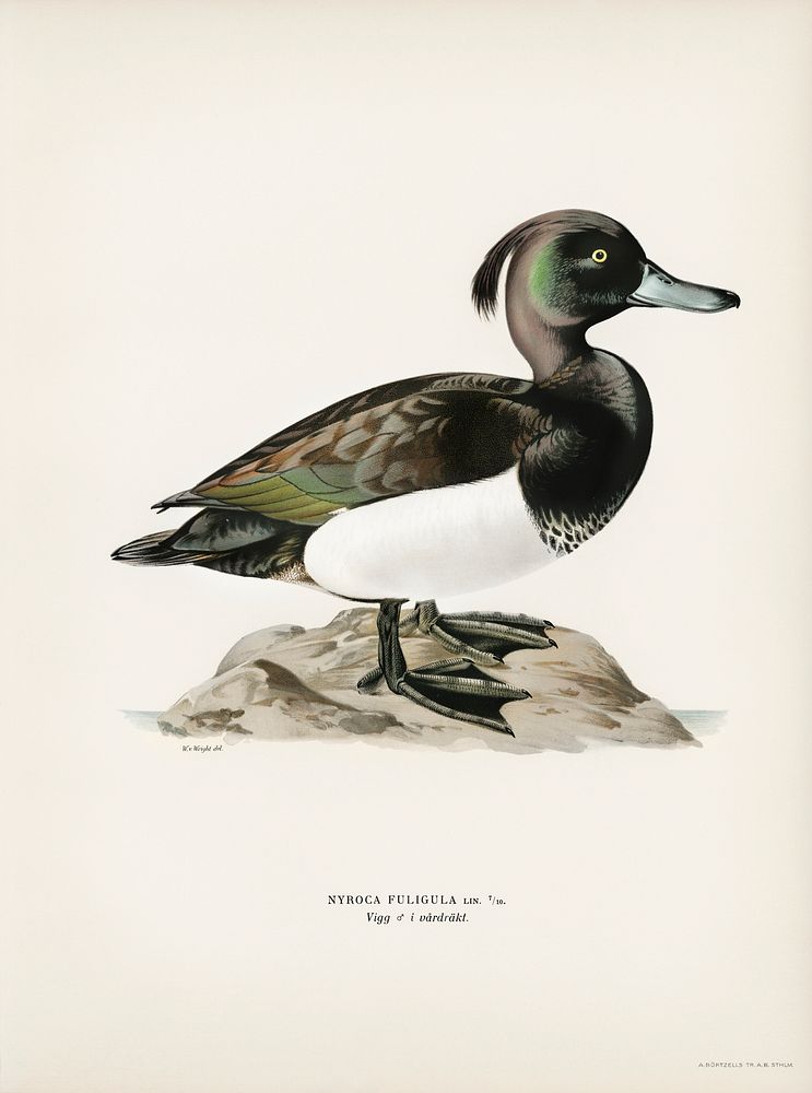 Ferruginous duck male (Nyroca fuligule) illustrated by the von Wright brothers. Digitally enhanced from our own 1929 folio…