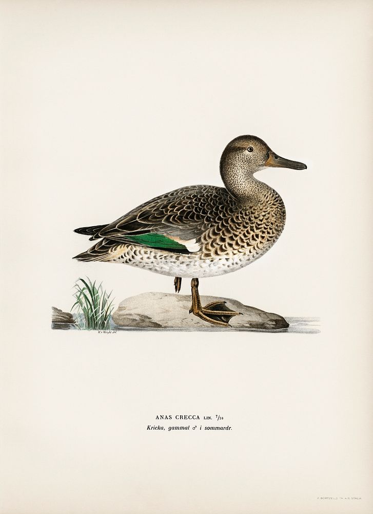 Teal (Anas crecca) illustrated by the von Wright brothers. Digitally enhanced from our own 1929 folio version of Svenska…