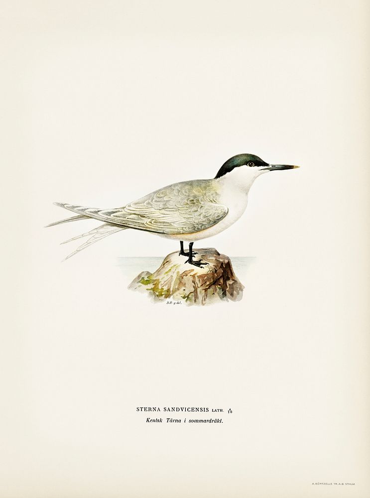 Sandwich tern (Sterna sandvicensis) illustrated by the von Wright brothers. Digitally enhanced from our own 1929 folio…