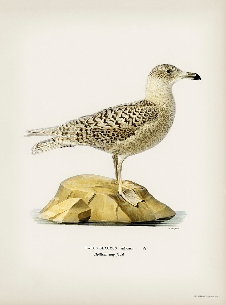 Glaucous gull (Larus glaucus) illustrated by the von Wright brothers. Digitally enhanced from our own 1929 folio version of…