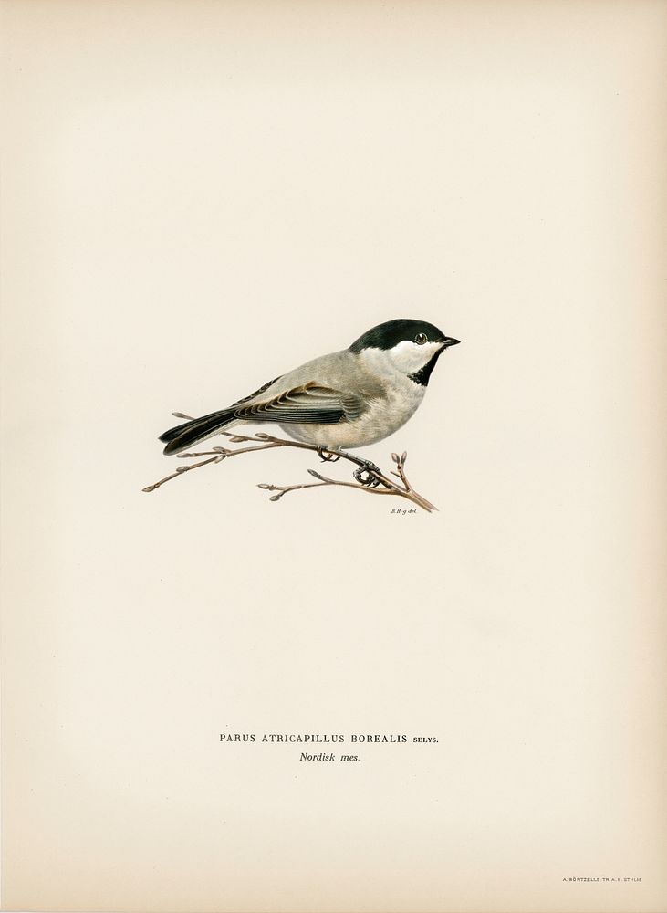 Black-capped chickadee (Parus atricapillus) illustrated by the von Wright brothers. Digitally enhanced from our own 1929…